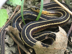 Thamnophis butleri