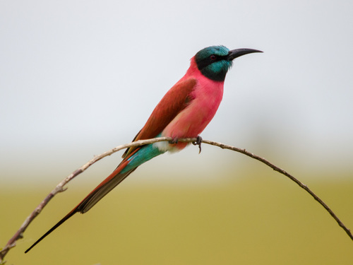 Northern Carmine Bee-eater