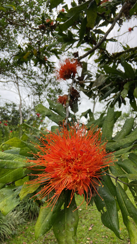 Brownea macrophylla - Whole tree