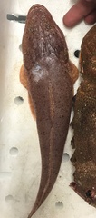 Platycephalidae