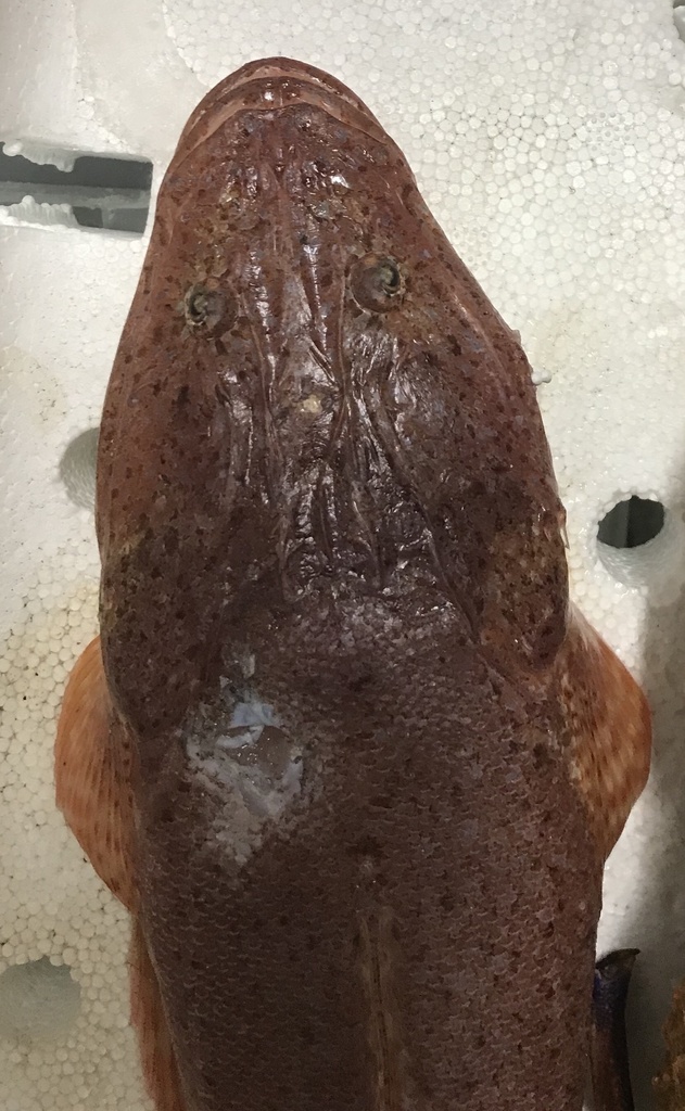 Bigtooth Flathead
