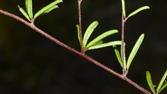 Indigofera sp14