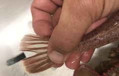 Platycephalidae