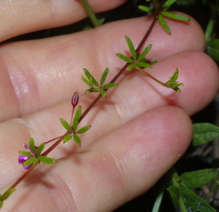 Indigofera sp14