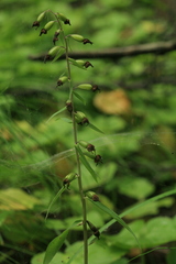 Epipactis papillosa