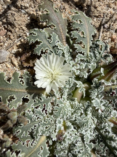 carveseed (Glyptopleura marginata)