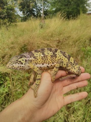 Chamaeleo dilepis