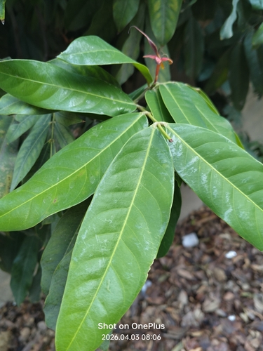 Saraca indica observed 2026-04-03