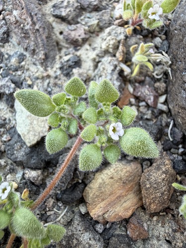 gravel mat (Nama pusilla)
