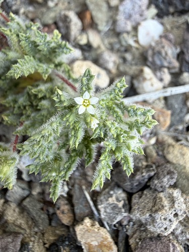 forked gilia (Ipomopsis polycladon)