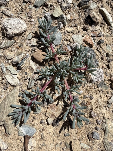 Saltlover (Halogeton glomeratus)