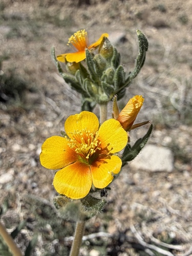 Veatch's Blazingstar (Mentzelia veatchiana)