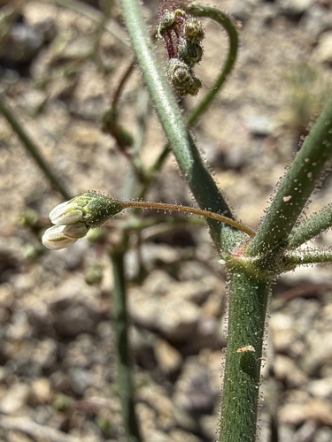 Parry's wild buckwheat (Eriogonum brachypodum)