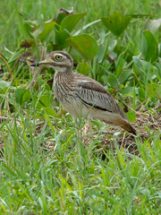 Burhinus senegalensis