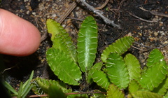 Alepidea capensis