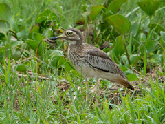 Burhinus senegalensis
