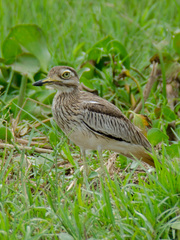 Burhinus senegalensis