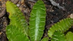 Alepidea capensis
