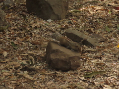 Funambulus tristriatus