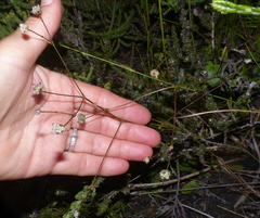 Alepidea capensis