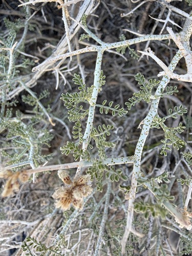 Nevada smokebush (Psorothamnus polydenius)