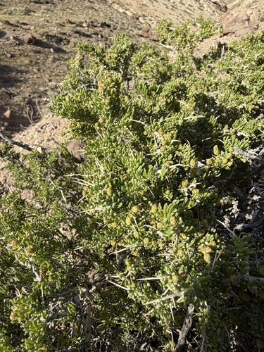 Bailey's Greasewood (Sarcobatus baileyi)