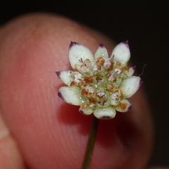 Alepidea capensis