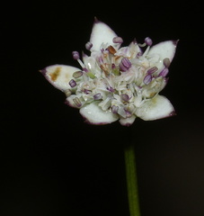 Alepidea capensis