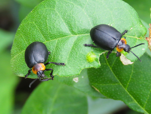 Oides Sp Oides collaris · iNaturalist