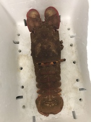 Scyllarides squammosus