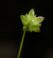 Alepidea capensis