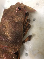 Scyllarides squammosus