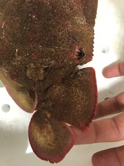 Scyllarides squammosus