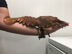 Scyllarides squammosus