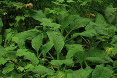 Lysichiton camtschatcensis