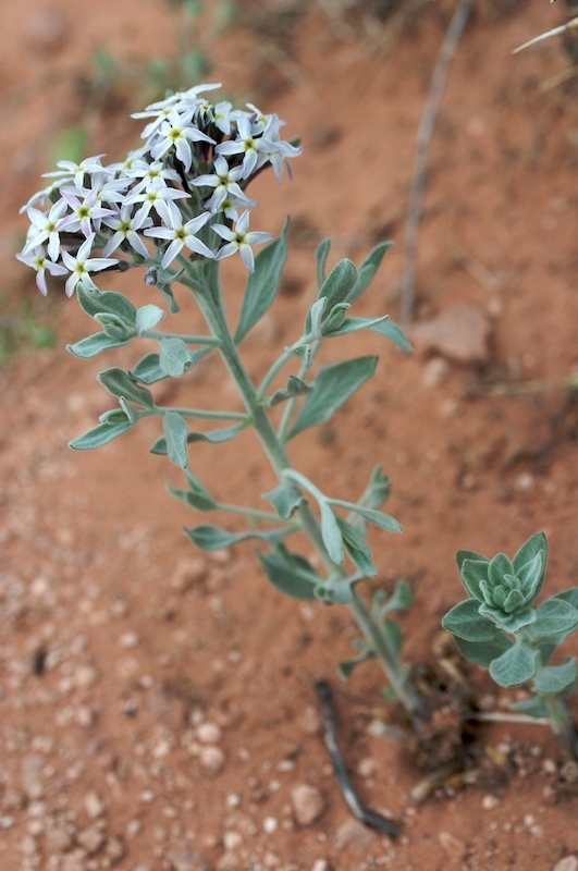 Amsonia tomentosa
