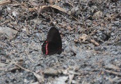 Biblis