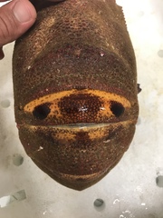 Scyllarides squammosus