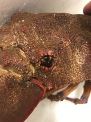 Scyllarides squammosus