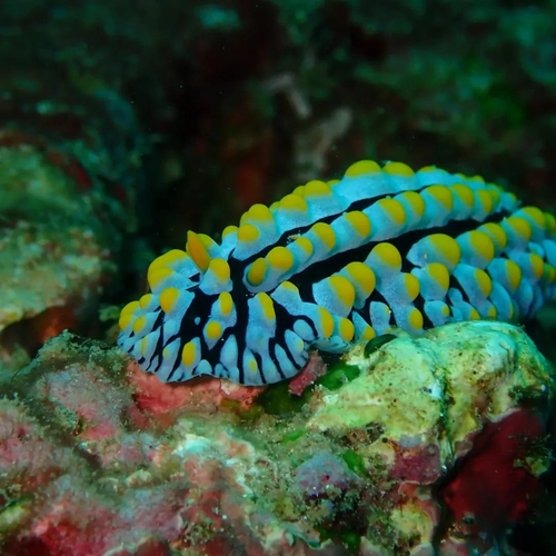 Phyllidia varicosa