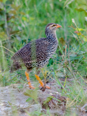 Pternistis icterorhynchus