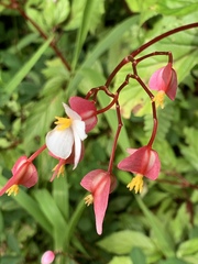 Begonia decandra