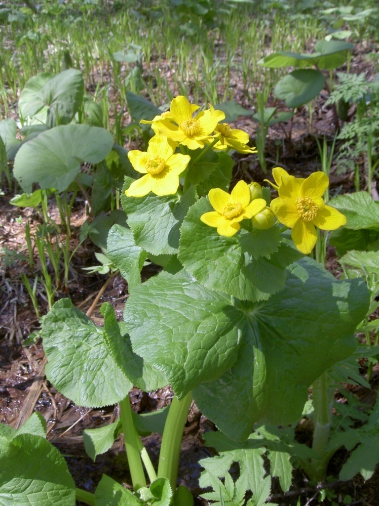 Section Caltha