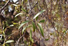 Magnoliopsida