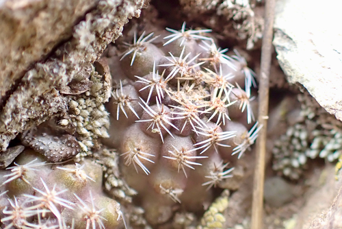 Aylostera pygmaea