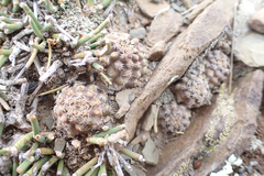 Aylostera pygmaea, photograph (c) Fabien Anthelme, some rights reserved (CC BY-SA)