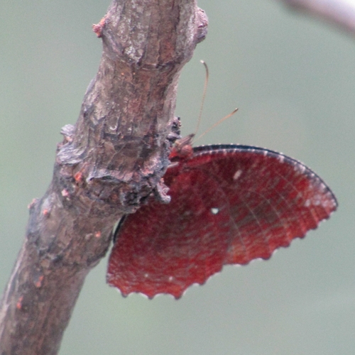 Elymnias hypermnestra