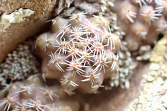 Aylostera pygmaea, photograph (c) Fabien Anthelme, some rights reserved (CC BY-SA)