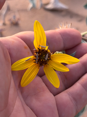 Helianthus niveus, photograph (c) Ian McFaul, some rights reserved (CC BY)
