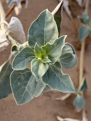 Helianthus niveus, photograph 5